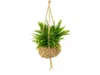 Kokodama Nephrolepis exaltata (L) Náhled obrázku produktu 1
