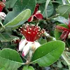 Brazilianische Guave - Acca sellowiana | 60-80 cm v Náhled obrázku produktu 1