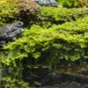 Terrario Shadow Forest Moss - muschio naturale 35x28cm Anteprima dell’immagine prodotto 9