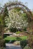 Viburnum burkwoodii, Duft-Schneeball, immergrün, 60–80 cm Produktbild-Vorschau 14