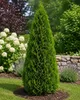 Thuja Smaragd, výška 60–80 cm, v kvetináči P9 | Smrečina Náhľad obrázku produktu 3