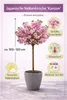 Prunus serrulata 'Kanzan' 100–120 cm – japonská čerešňa, Náhľad obrázku produktu 3