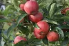 Apples on a tree branch with green leaves. Produktbild-Vorschau