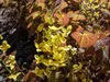 Stauden Gänge 10 x Epimedium x perralchicum 'Frohnleiten' - Produktbild-Vorschau 7