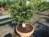 Olivenbaum Bonsai 100 - 120 cm Formgehölz, Olive Produktbild-Vorschau 9
