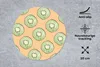 MuchoWow® Mauspad Mousepad Kiwi - Obst - Aquarell - Produktbild-Vorschau 2