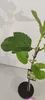 Ficus carica 'Panachée' figovník tigrovaný, figovník, 2 l Náhľad obrázku produktu 4