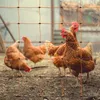 Elektryczna siatka dla drobiu, 50 m, ogrodzenie zwijane, Podgląd zdjęcia produktu 6