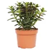 Crassula portulacea minor - Pfennigbaum - große Pflanze im Produktbild-Vorschau 3