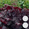 Bloomique - 6er-Set - Heuchera Micrantha Palace Purple - Produktbild-Vorschau 2
