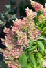 Hydrangea paniculata 'Pinky Winky', Rispenhortensie, Produktbild-Vorschau 12