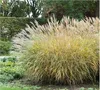 Stauden Gänge 3 x Miscanthus sinensis 'Yaku Jima' im 1 Produktbild-Vorschau 4