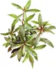 Ludwigia glandulosa im Topf roter Stern   Wasserpflanze Produktbild-Vorschau 2