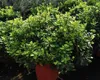Pittosporum tob. 'Nanum' - Australischer Lorbeer 40-50 cm - Podgląd zdjęcia produktu 3