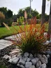 Stauden Gänge 1 x Pennisetum alopecuroides 'Burgundy Bunny' Produktbild-Vorschau 3