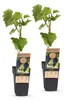 Green boutiQ - Obstpflanze - Vitis vinifera Boskoop Glory - Produktbild-Vorschau 1