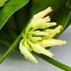 Hängende Zimmerpflanze – Dischidia platyphylla – Produktbild-Vorschau 3