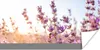 MuchoWow® Poster Lavendel - Nahaufnahme - Sonne - Blumen - Produktbild-Vorschau 1