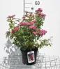 Spiraea jap. 'Crispa' - Brautspiere 25- 30 cm - Container Produktbild-Vorschau 1