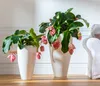 Dehner Medinille, Medinilla magnifica, rosa-farbene Blüten, Produktbild-Vorschau 4