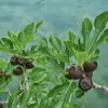 Ficus carica Brown Turkey - Plante sur tige - Plante de Voir les images du produit 4