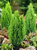 Chamaecyparis lawsoniana 'Ellwood's Gold', gelbgrün, 20–30 Produktbild-Vorschau 2
