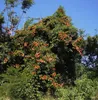 Goldblatt-Bauhinia (Phanera aureifolia) - 3 zaden Productafbeelding-voorbeeld 5