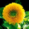 Zwergsonnenblumen Teddybär Samen - Helianthus annuus - Produktbild-Vorschau 5