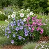GreenboutiQ - Sträucher - Hibiscus syriacus Tricolour - Produktbild-Vorschau 5