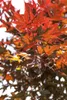 Acer palmatum 'Bloodgood', Japanischer Ahorn, tiefrot, Produktbild-Vorschau 6