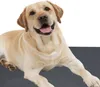 A light-colored Labrador dog is lying down on a dark gray surface, with a white background. Anteprima dell’immagine prodotto