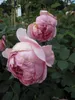 Englische Rose Boscobel® - Rosa Boscobel® - Austin Rose Produktbild-Vorschau 3