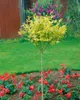 Ligustrum ovalifolium 'Aureum', Goldliguster, ca. 9x9 cm Produktbild-Vorschau 13