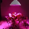 A plant is illuminated by a grow light, casting a pink glow. Produktbild-Vorschau