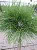 Hochstamm - Pinus nigra Marie Bregeon ® - Produktbild-Vorschau 2