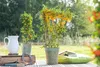 Pyracantha 'Saphyr Jaune', Feuerdorn, gelb, 60–80 cm Produktbild-Vorschau 1