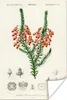 MuchoWow® Poster Pflanze - Blume - Botanik 60x90 cm - Produktbild-Vorschau 1