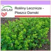 SAFLAX - Płaszcz Damski - 100 Nasiona - Alchemilla vulgaris Podgląd zdjęcia produktu 6