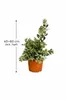 Rarität Metrosideros excelsa 40–60 cm Neuseeländischer Produktbild-Vorschau 5