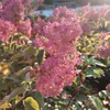 Hydrangea paniculata bílá a růžová 2L Náhled obrázku produktu 3