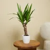 Bloomique - 2er Set - Yucca Elephantipes - Yucca Palme - Produktbild-Vorschau 2