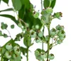 Dehner Heidelbeere Bluecrop, aromatische dickbauchige Produktbild-Vorschau 4