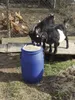 Two goats eating from a blue barrel filled with feed, with chickens in the background. Produktbild-Vorschau