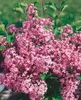 Syringa meyeri 'Red Pixie', Zwergflieder, rot, 80 cm Stamm Produktbild-Vorschau 2