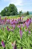 6 x Primula vialii - Pierwiosnek kulisty - doniczka 9 x 9 Podgląd zdjęcia produktu 3