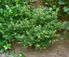 Ilex crenata 'Stokes', Japanische Stechpalme, immergrün, Produktbild-Vorschau 6
