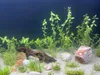 Akvaristický koreň z tvrdého dreva 10 cm pre nanoakváriá Náhľad obrázku produktu 5