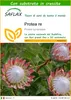 SAFLAX  - Protea re - 5 semi - Con substrato - Protea Anteprima dell’immagine prodotto 1