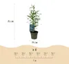 Bambou Fargesia Blue Dragon, 12 plants, Ø14cm, hauteur Voir les images du produit 4