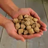 Hands holding a pile of small, brown, cube-shaped items. Produktbild-Vorschau